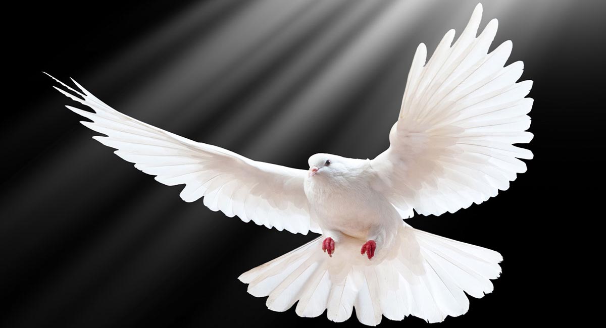 dove dove picture
